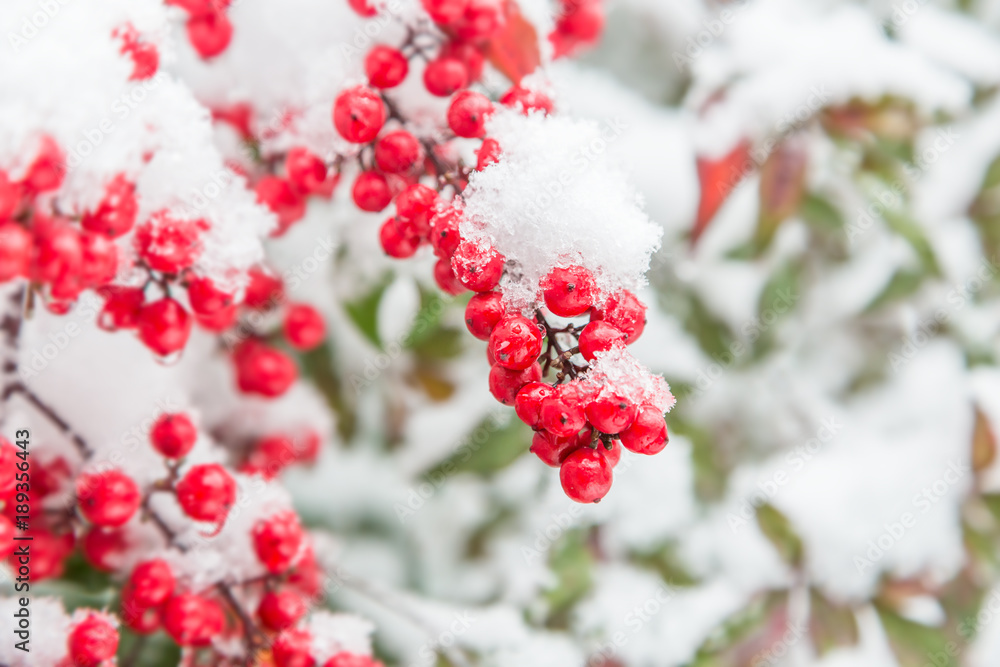 雪が積もった南天の実