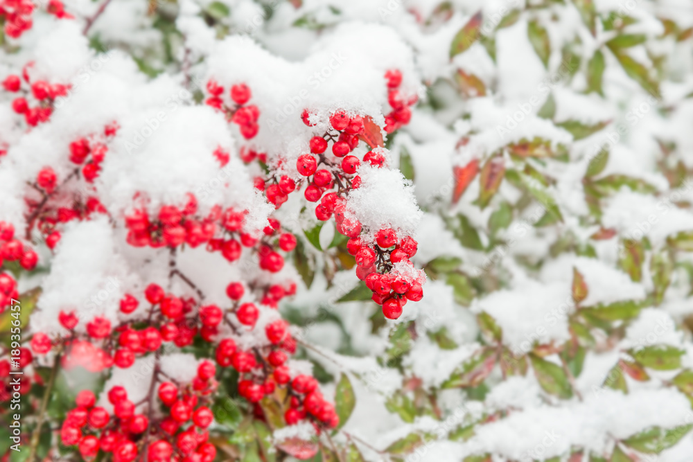 雪が積もった南天の実 雪が積もった南天の実