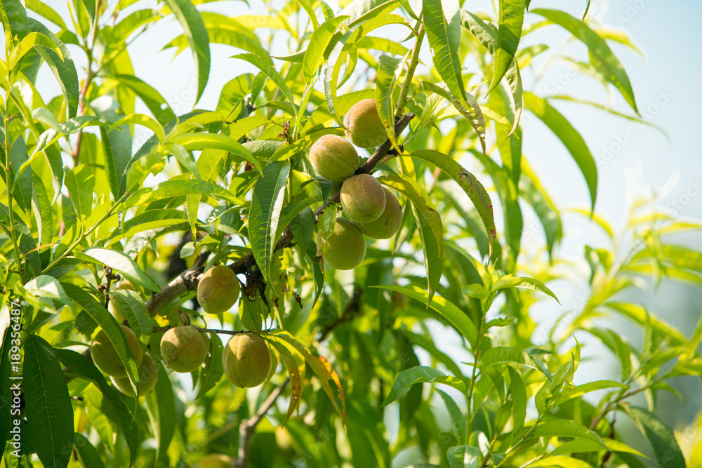 Fresh peach tree. Fresh organic ripe peach tree Fresh peach tree. Fresh organic ripe peach tree