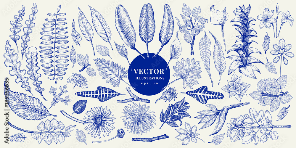 Vector botany collection. Retro hand drawn illustration set. - obrazy, fototapety, plakaty 