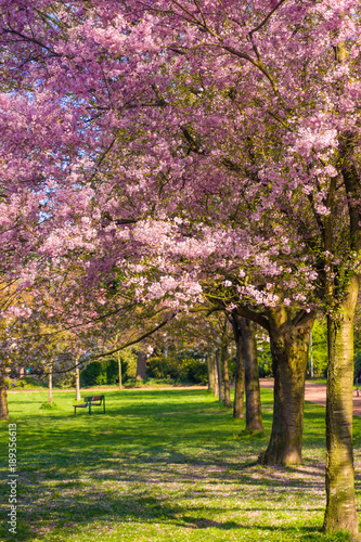 Beautiful park garden in spring. spring landscape