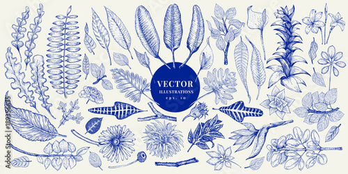 Obraz na płótnie Vector botany collection. Retro hand drawn illustration set.