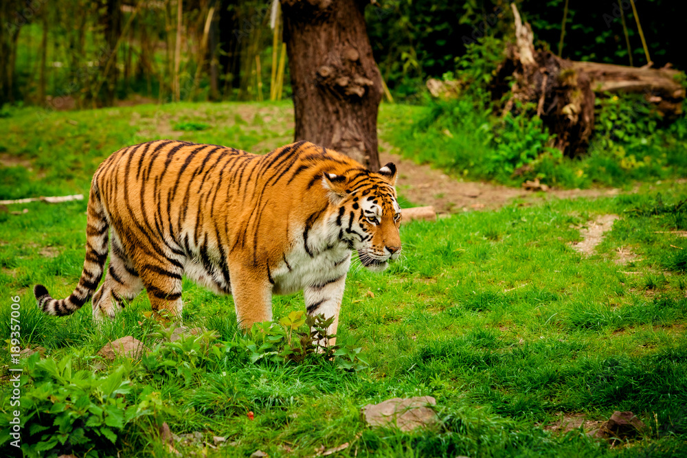 Tiger in forest. Tiger portrait Tiger in forest. Tiger portrait