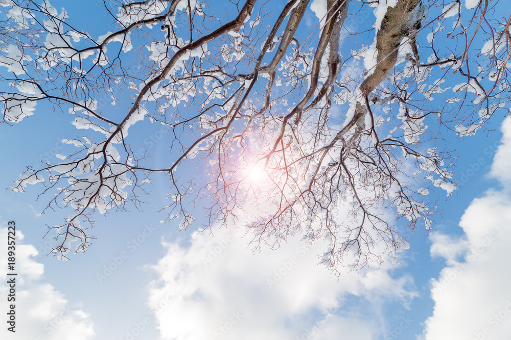 雪の花が咲いた枯れ木 雪の花が咲いた枯れ木