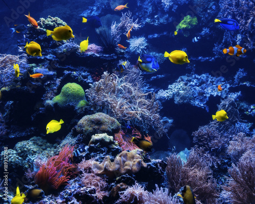 Fototapeta Naklejka Na Ścianę i Meble -  tropical Fish on a coral reef. Underwater coral fish