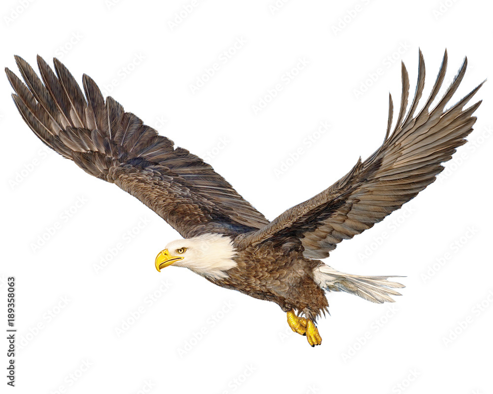Fototapeta premium Bald eagle flying hand draw and paint color on white background illustration.