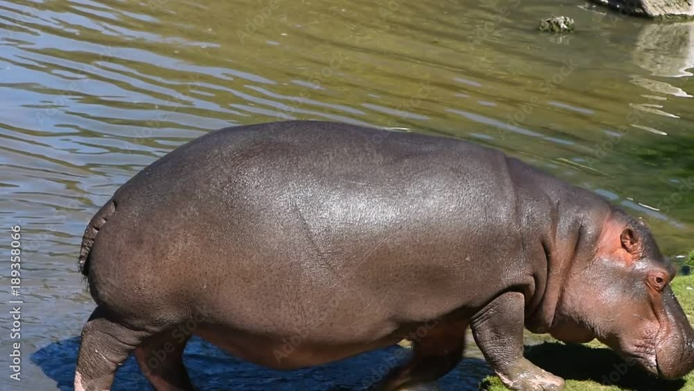 Close up one hippo walking getting out of water to grass river bank sunny day, close up, high angle view Close up one hippo walking getting out of water to grass river bank sunny day, close up, high angle view