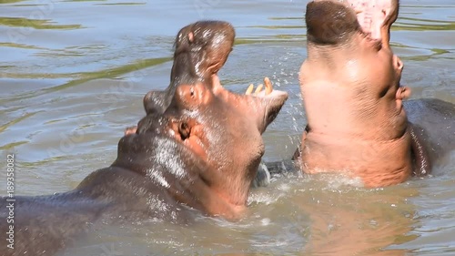 Couple of hippos swim, dive and play in river water with splashes biting each other in animal mating games, sunny day, close up, high angle view