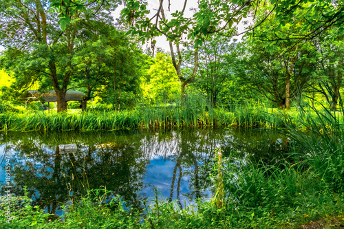 A summer day at the pond with many green plants in the botanical garden near Marburg in Germany.