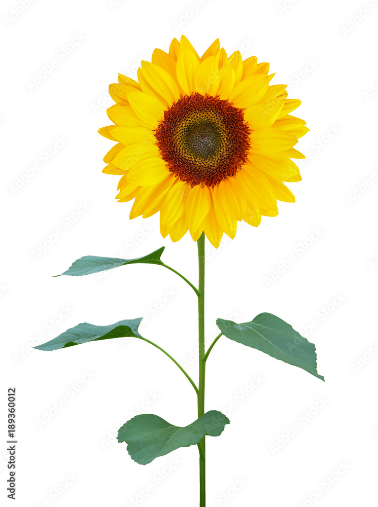 Obraz premium słonecznik (Helianthus annuus) z zielonym tułowiem i liśćmi na białym tle na białym tle, zawiera ścieżkę przycinającą