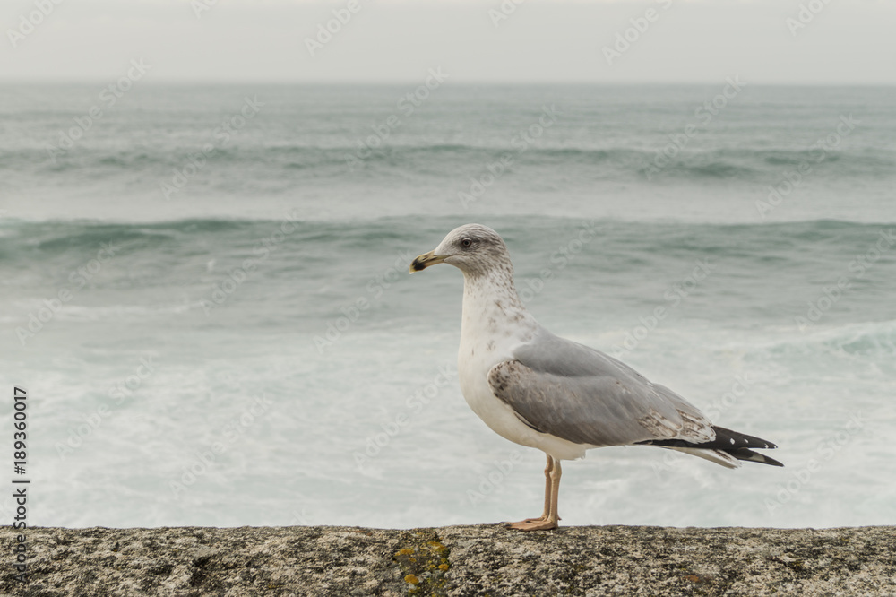 Obraz premium Stay away, buddy