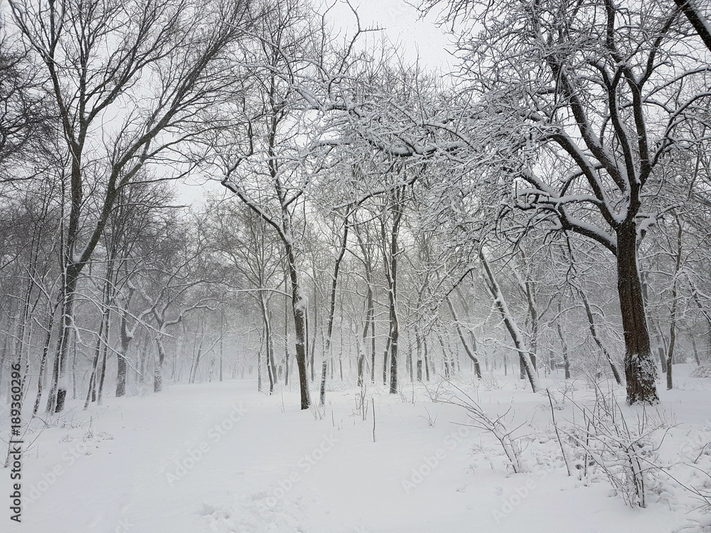 A park in the snow in a storm. A park in the snow in a storm.