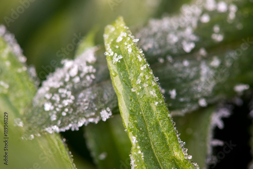 Grass and branches with ice Frost Winter Autumn Frosts, Ice crystals, Ice on grass, Ice on green grass. close-up