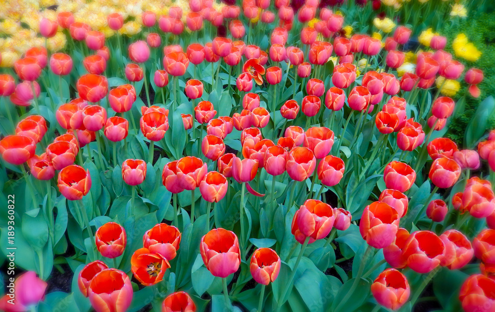 Fototapeta premium Floral landscape with a red tulips flowerbed
