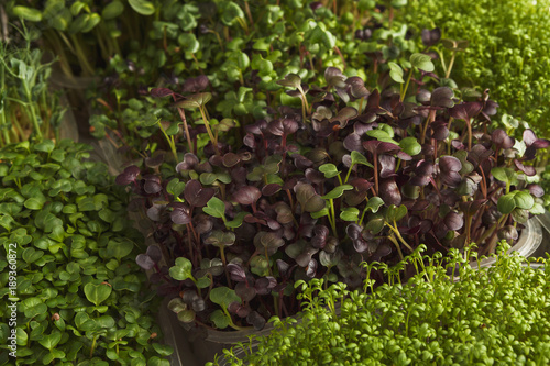 Different kinds of micro greens