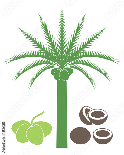 Coconut tree. Isolated coconut on white background