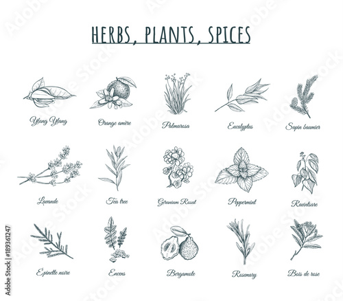 Herbs, plants and spices vector illustration. 