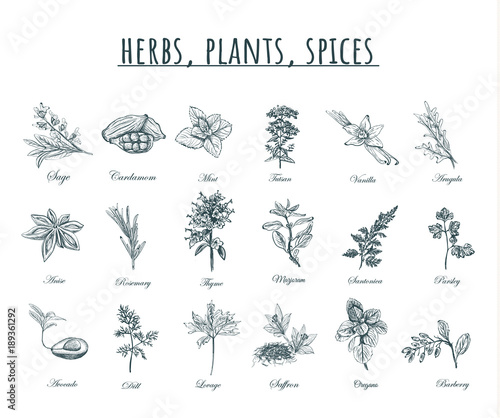 Herbs, plants and spices vector illustration.  © alinamaksimova