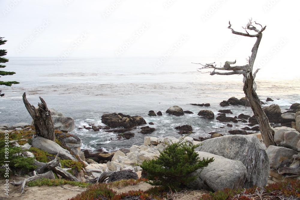 Beautiful old Trees along the Coast Line -- USA  