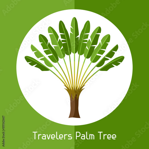 Travelers palm tree. Illustration of exotic tropical plant