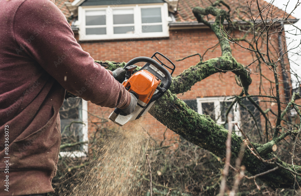 Arborist chainsawing pieces of wood of cut down old oak.