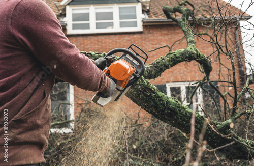 Obraz na płótnie Arborist chainsawing pieces of wood of cut down old oak. w salonie