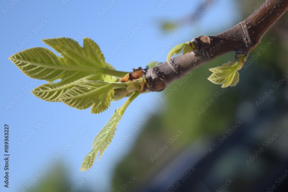 Branch of figs with young green leaves Branch of figs with young green leaves