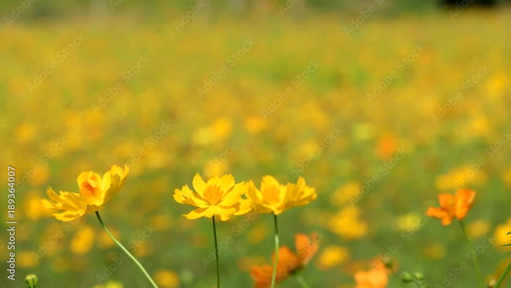 Beautiful yellow cosmos flower blooming in garden. Beautiful yellow cosmos flower blooming in garden.