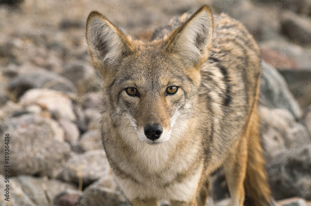 Obraz premium Staring coyote (Canis latrans) photographed in Death Valley, California, United States.