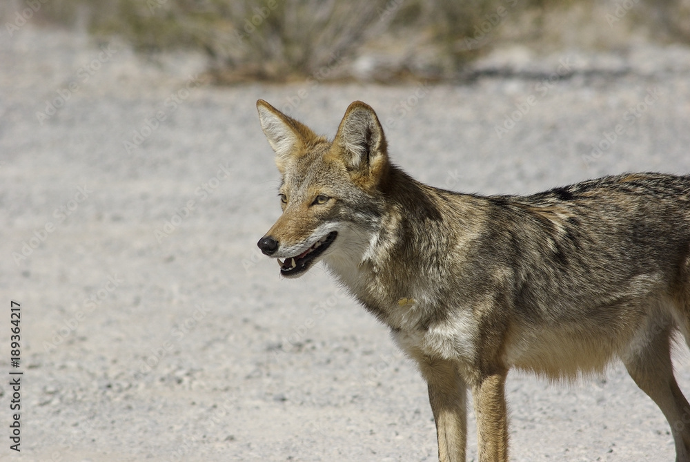 Coyote (Canis latrans) in the California desert. Coyote (Canis latrans) in the California desert.