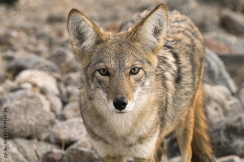 Leinwand Poster Coyote (Canis latrans) in the California desert.