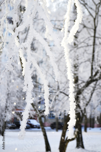ветки дерева зимой в белом снегу.