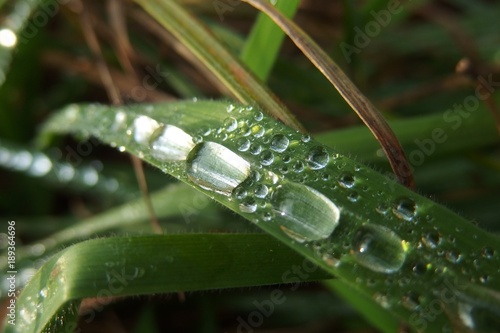 Krople rosy na źdźble trawy photo