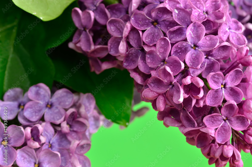 Branches of the young, blossoming lilac closeup