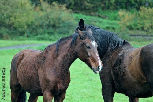 Two dark chestnut horses snuggling up on green meadow. © Keikona