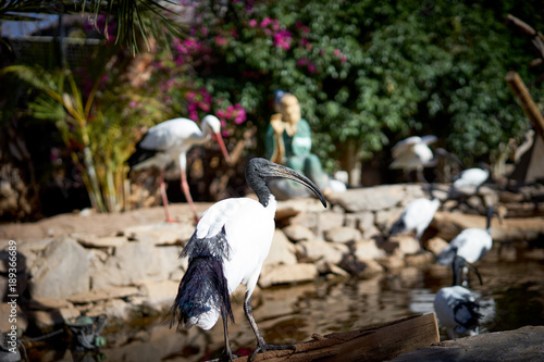 Ibis in Australia /  long-legged wading bird (Threskiornithidae) photo