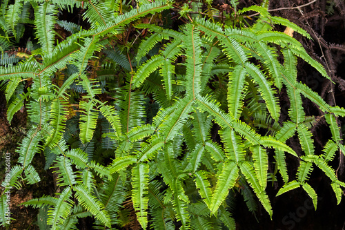 Green Pitchfork fern, old world forked fern growing in forest at Fraser’s hill photo