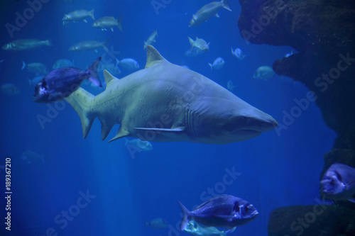 Sandtigerhai von vorne (Carcharias laurus)
