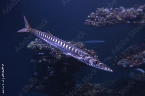 Barracuda Raubfisch, Sphyraena, Tropische Meere photo