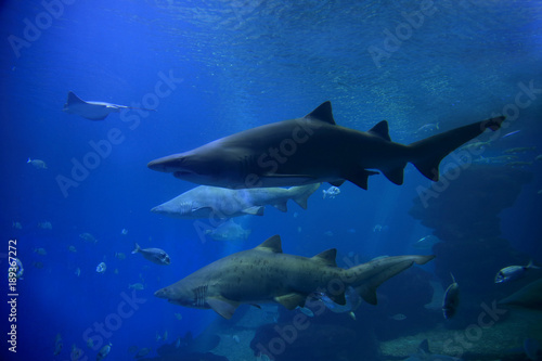 Sandtigerhaie  Carcharias taurus   Tropische Meere