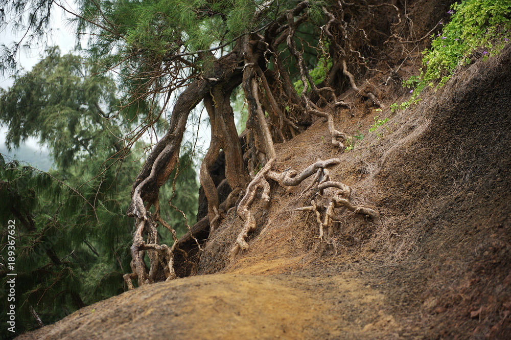 The roots of a tree on a steep slope The roots of a tree on a steep slope