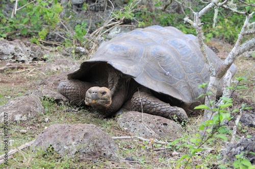 Żółw Galapagos
