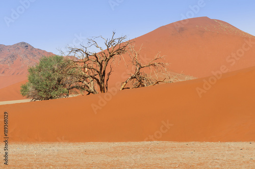 Dune with acacia tree in the Namib Desert / Dune with acacia tree in the Namib desert, Namibia, Africa.