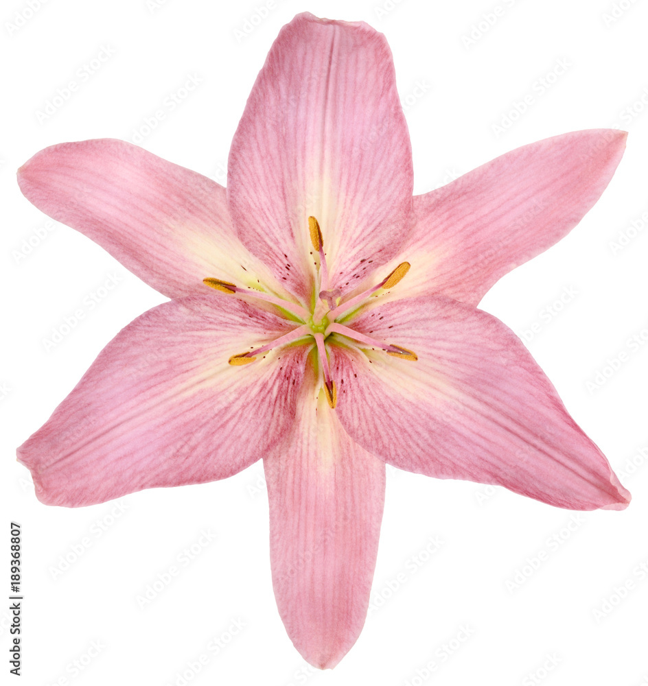 glossy pink Lilies Bud 1