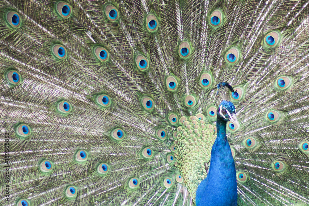 Naklejka premium Pfauen Rad