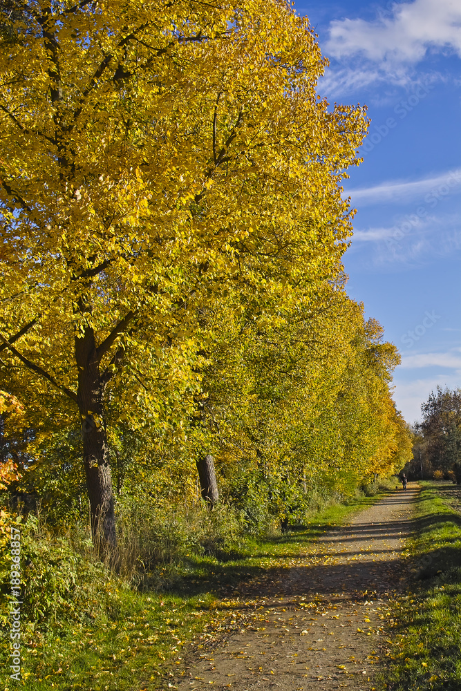 Fototapeta premium Goldener Herbst im Stadtpark