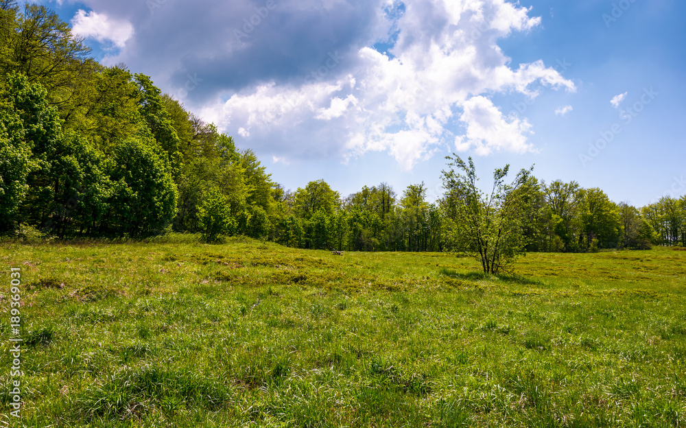 birch forest on grassy slope. lovely springtime nature background birch forest on grassy slope. lovely springtime nature background