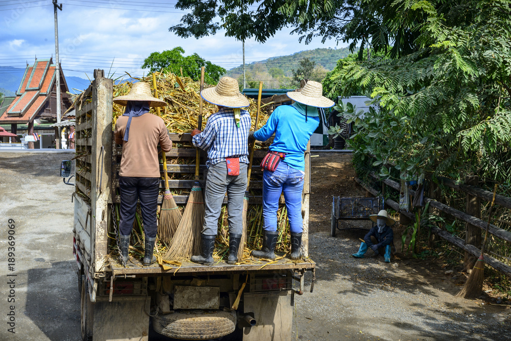 Farmers hanging from the back of a moving truck. Farmers hanging from the back of a moving truck.