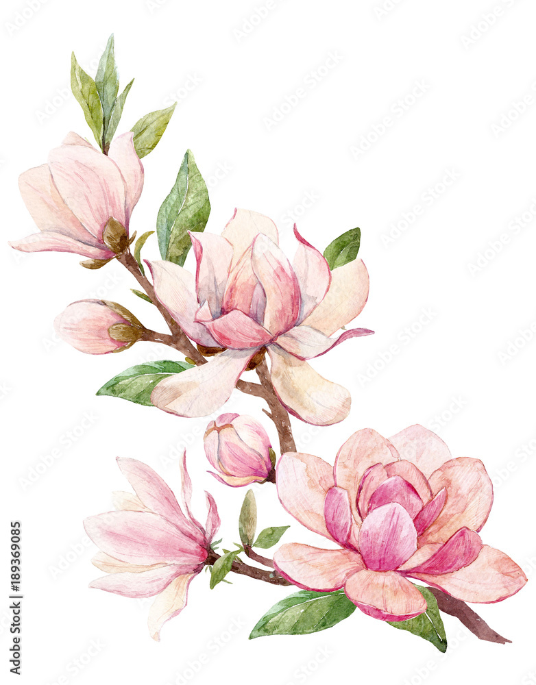 Naklejka premium Kompozycja kwiatowa z magnolii akwarela