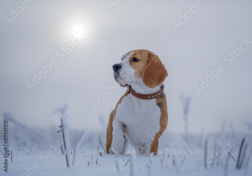 Beagle on a walk in the snowy woods on a winter day